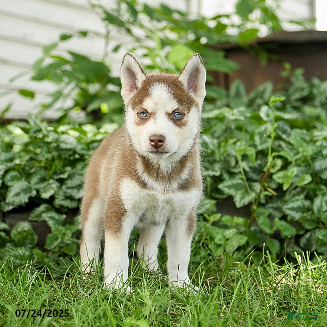 Pomsky dogs for sale: Kipling - Image 5