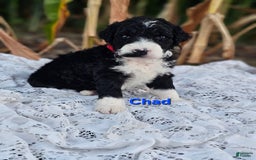 Portuguese Water Dog dogs for sale: Chad - Image 2