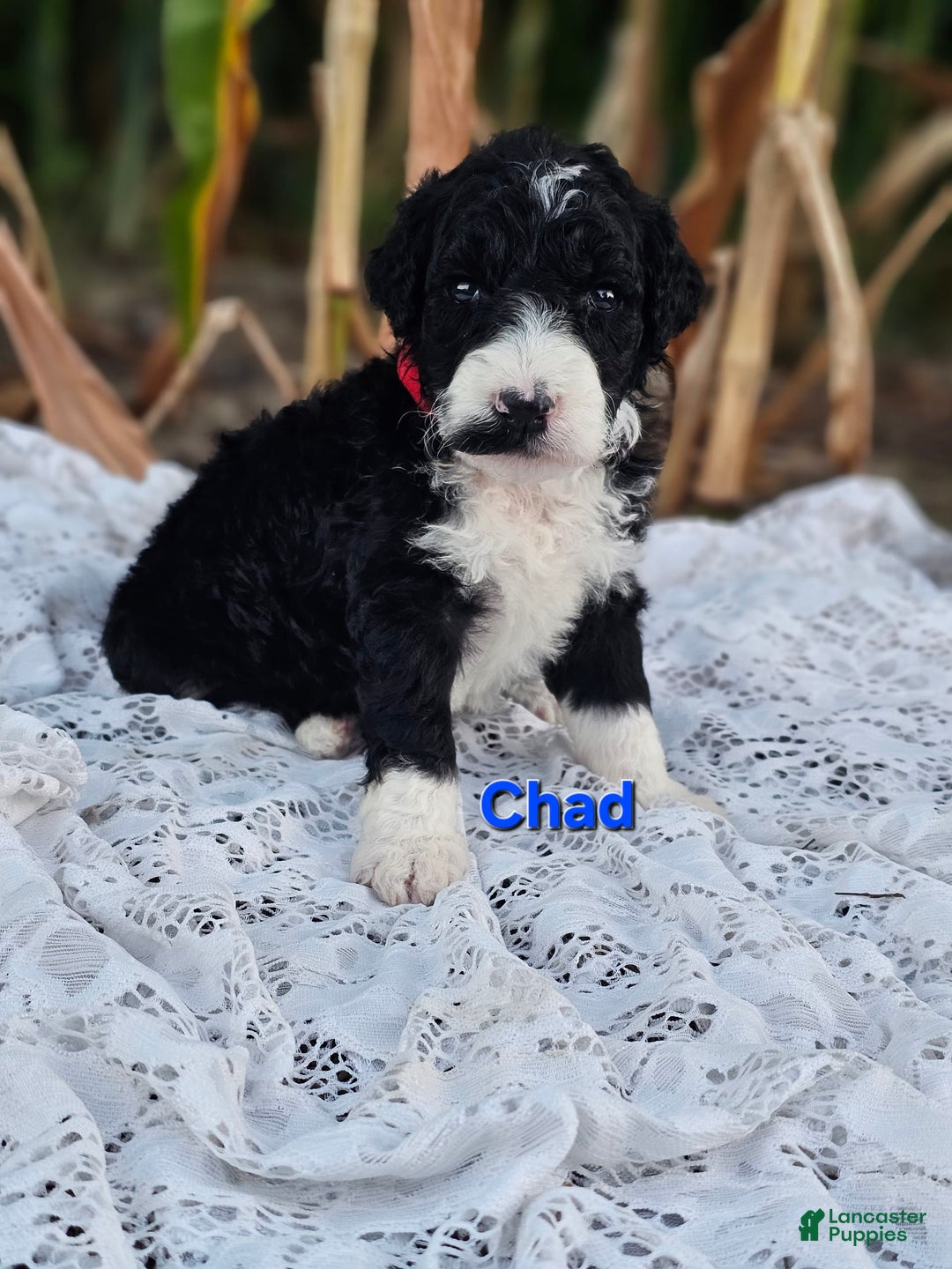 Portuguese Water Dog dogs for sale: Chad - Image 2