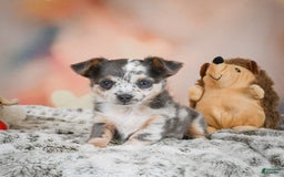 Chihuahua dogs for sale: Callie - Image 5