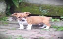 Jack Russell Terrier dogs for sale: Rudy - Image 1