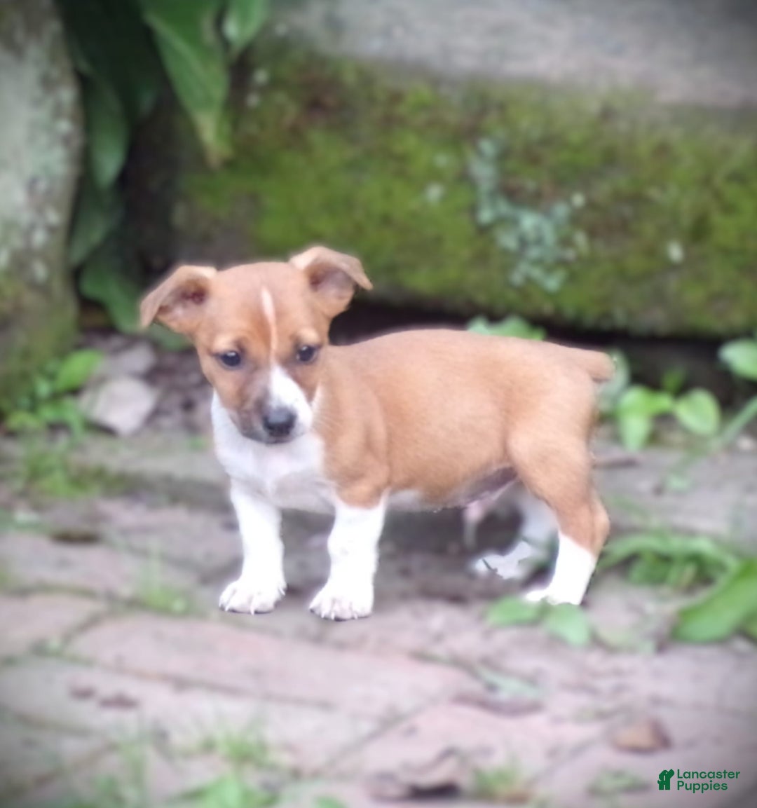 Jack Russell Terrier dogs for sale: Rudy - Image 1