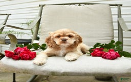 Cocker Spaniel dogs for sale: Kayla - Image 15