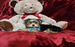 Yorkshire Terrier dogs for sale: LOUIE - Image 10