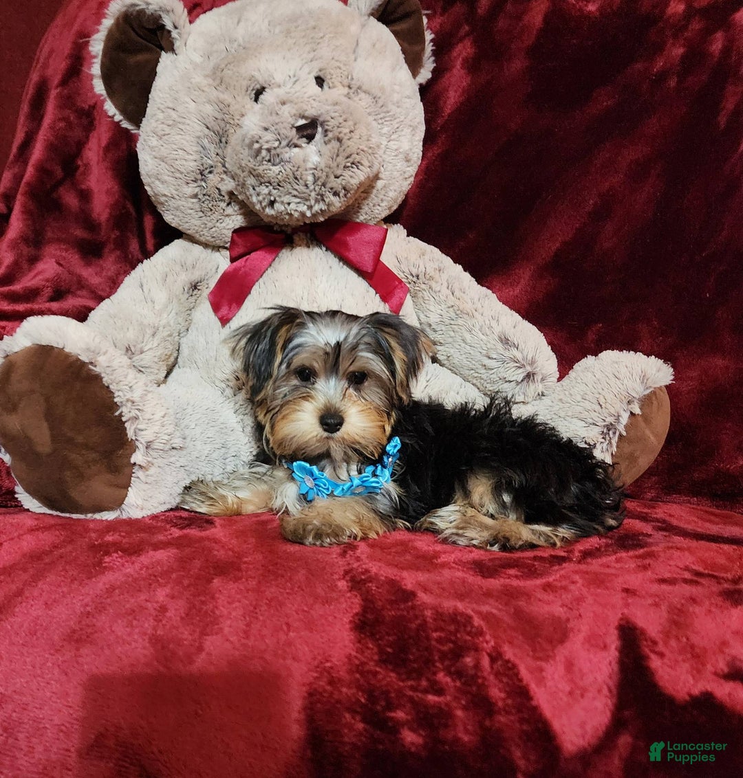 Yorkshire Terrier dogs for sale: LOUIE - Image 10