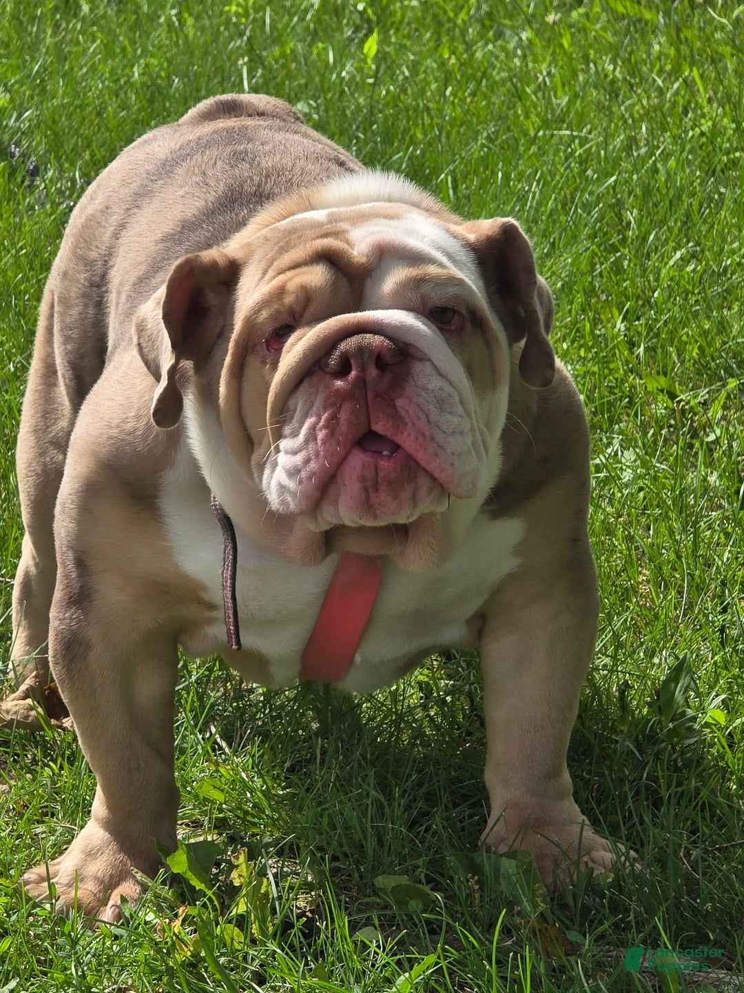 English Bulldog dogs for sale: Chloe - Image 3