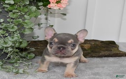 French Bulldog dogs for sale: Millie - Image 9