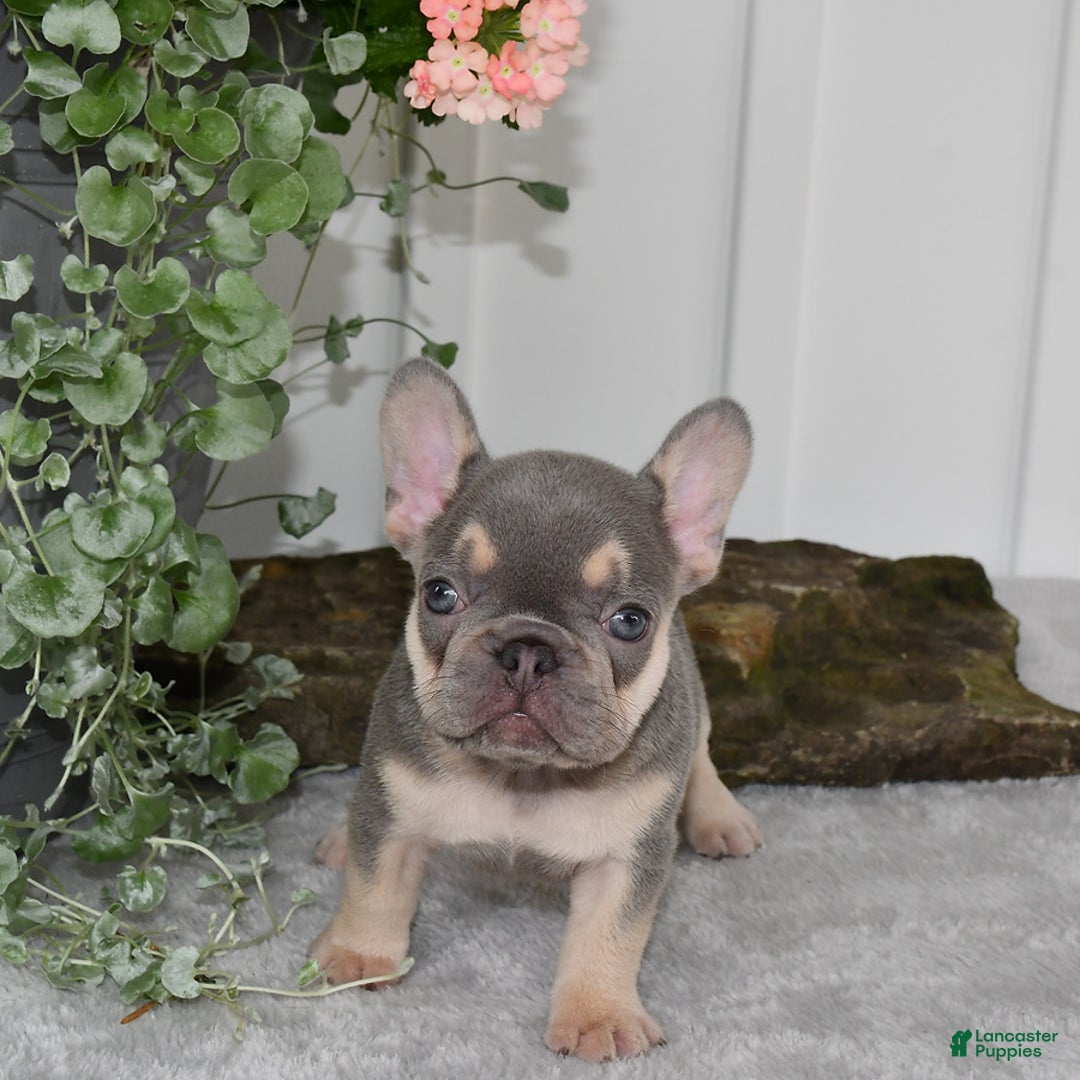 French Bulldog dogs for sale: Millie - Image 9