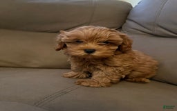 Cavapoo dogs for sale: Cavapoo 5 puppies - Image 7
