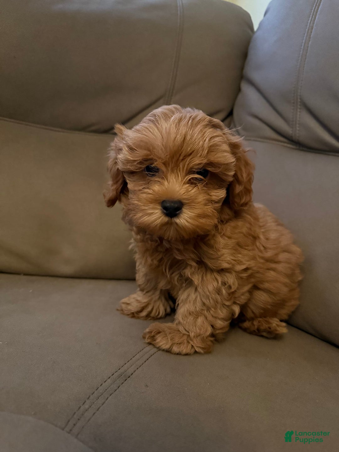 Cavapoo dogs for sale: Cavapoo 5 puppies - Image 7