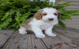 Goldendoodle dogs for sale: Ace - Image 6