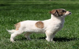 Shihpoo dogs for sale: Anya - Image 17