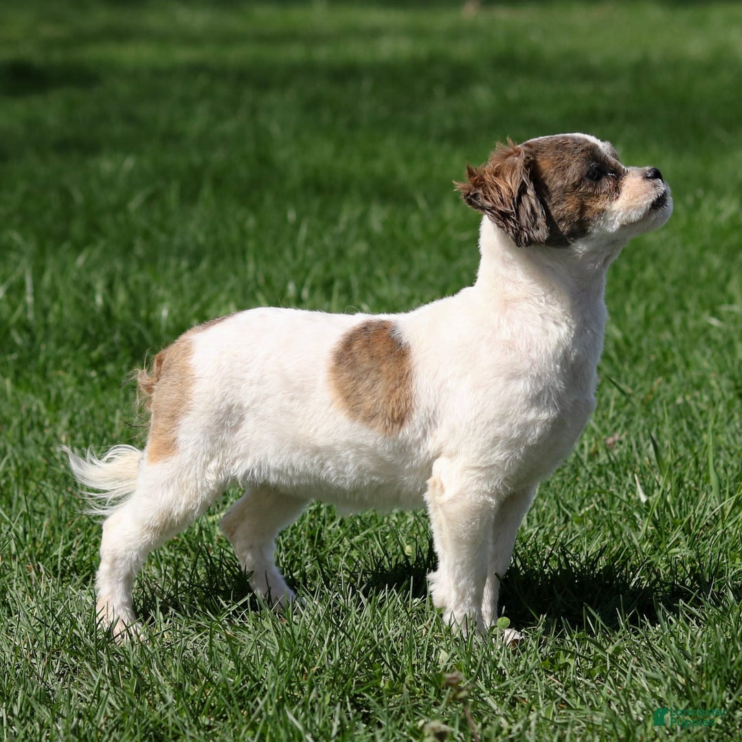 Shihpoo dogs for sale: Anya - Image 17
