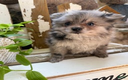 Pomeranian dogs for sale: Rusty - Image 16
