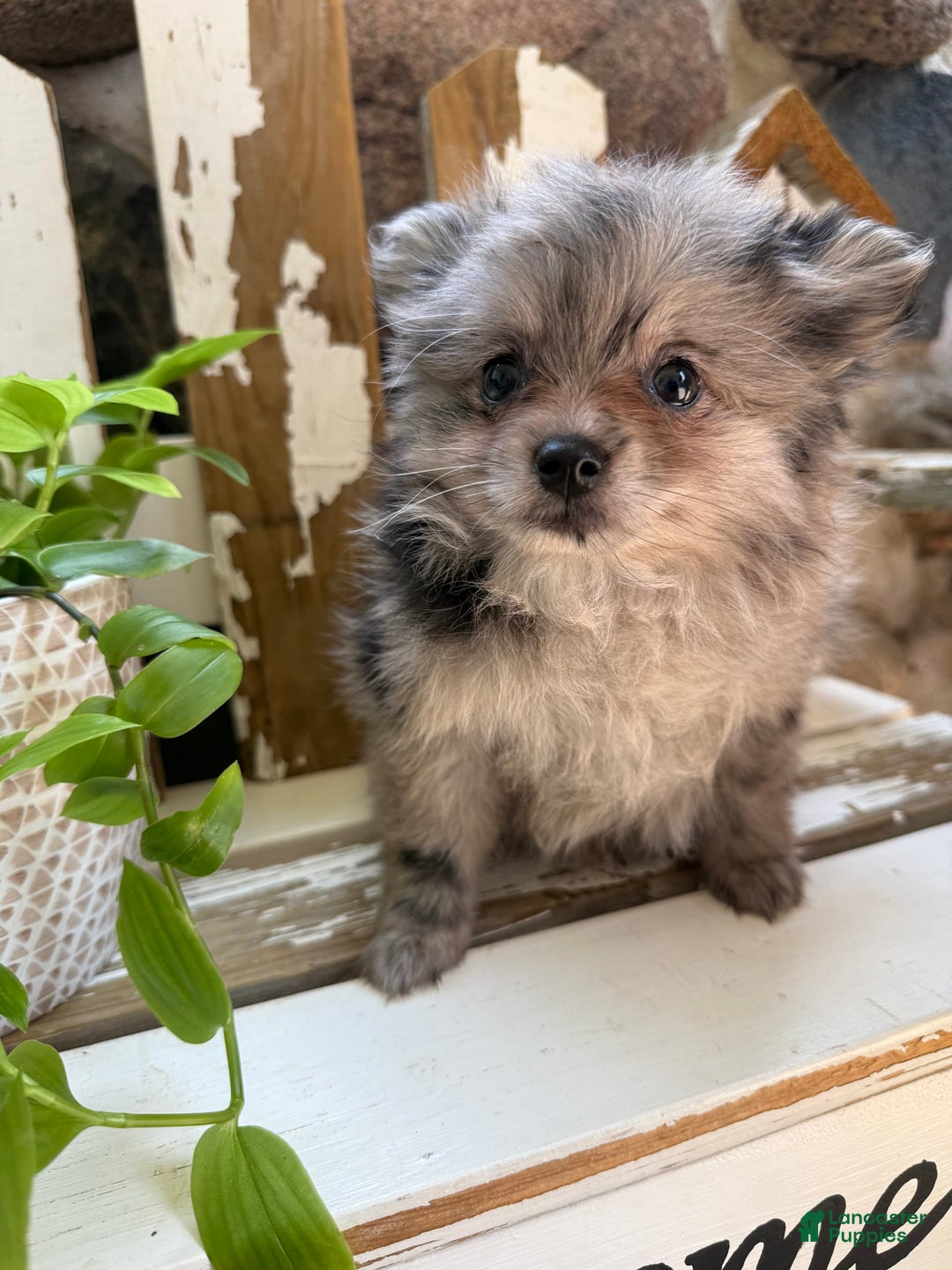 Pomeranian dogs for sale: Rusty - Image 16