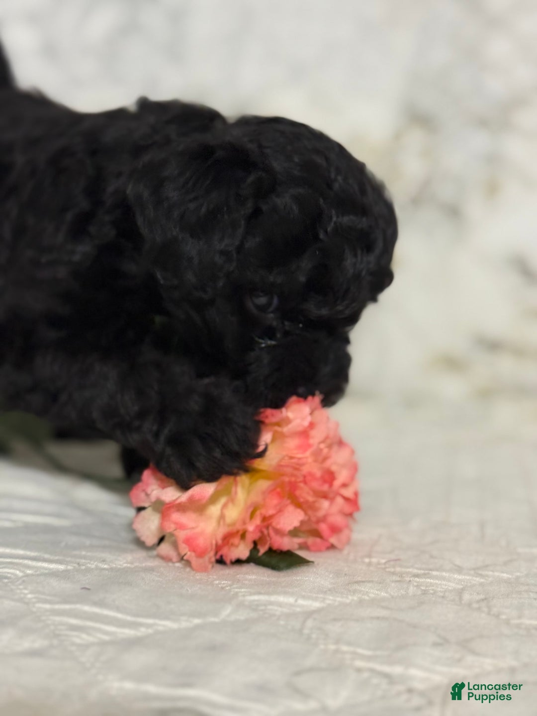 Shihpoo dogs for sale: Lucky - Image 4