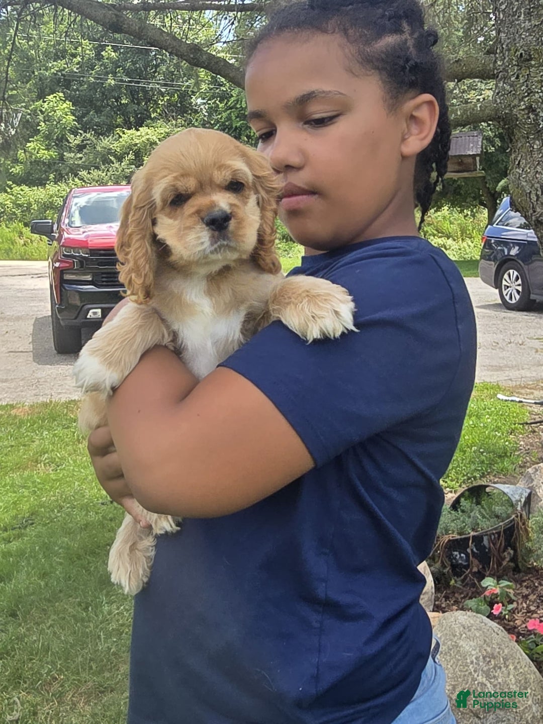 Cocker Spaniel dogs for sale: Milo - Image 4