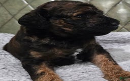 Standard Poodle dogs for sale: Koda - Image 3