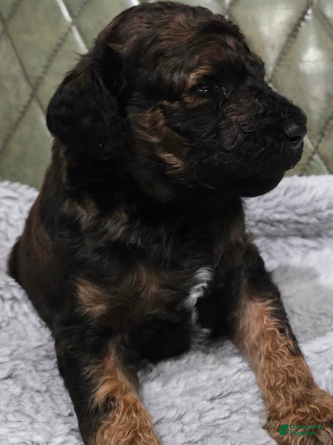 Standard Poodle dogs for sale: Koda - Image 3