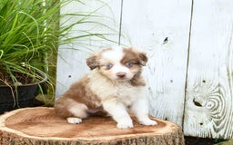 Miniature Australian Shepherd dogs for sale: Champion - Image 1