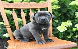 Cane Corso dogs for sale: Sophie - Image 3