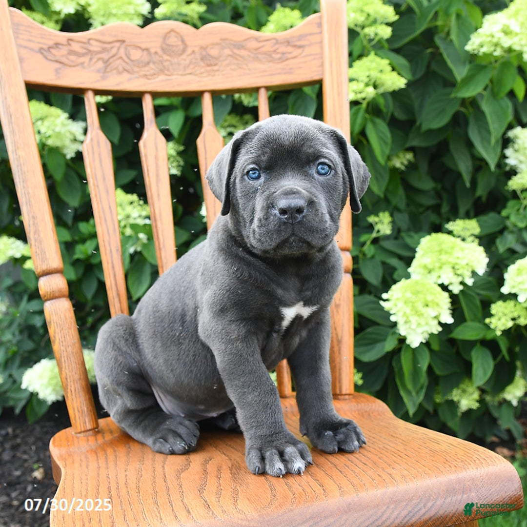Cane Corso dogs for sale: Sophie - Image 3
