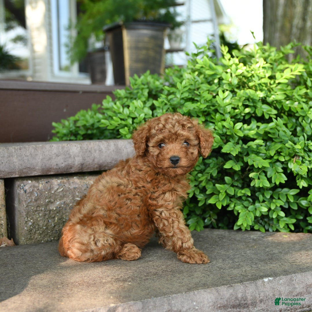 Toy Poodle dogs for sale: Fern - Image 8