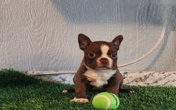 Boston Terrier dogs for sale: Buddy - Image 1