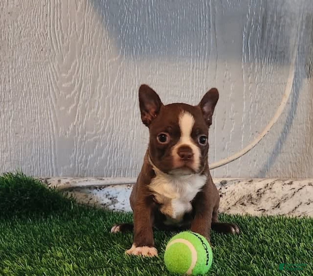 Boston Terrier dogs for sale: Buddy - Image 1