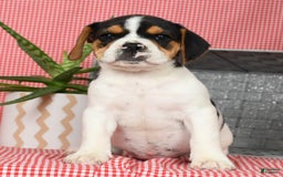 Beabull dogs for sale: Wendy - Image 8