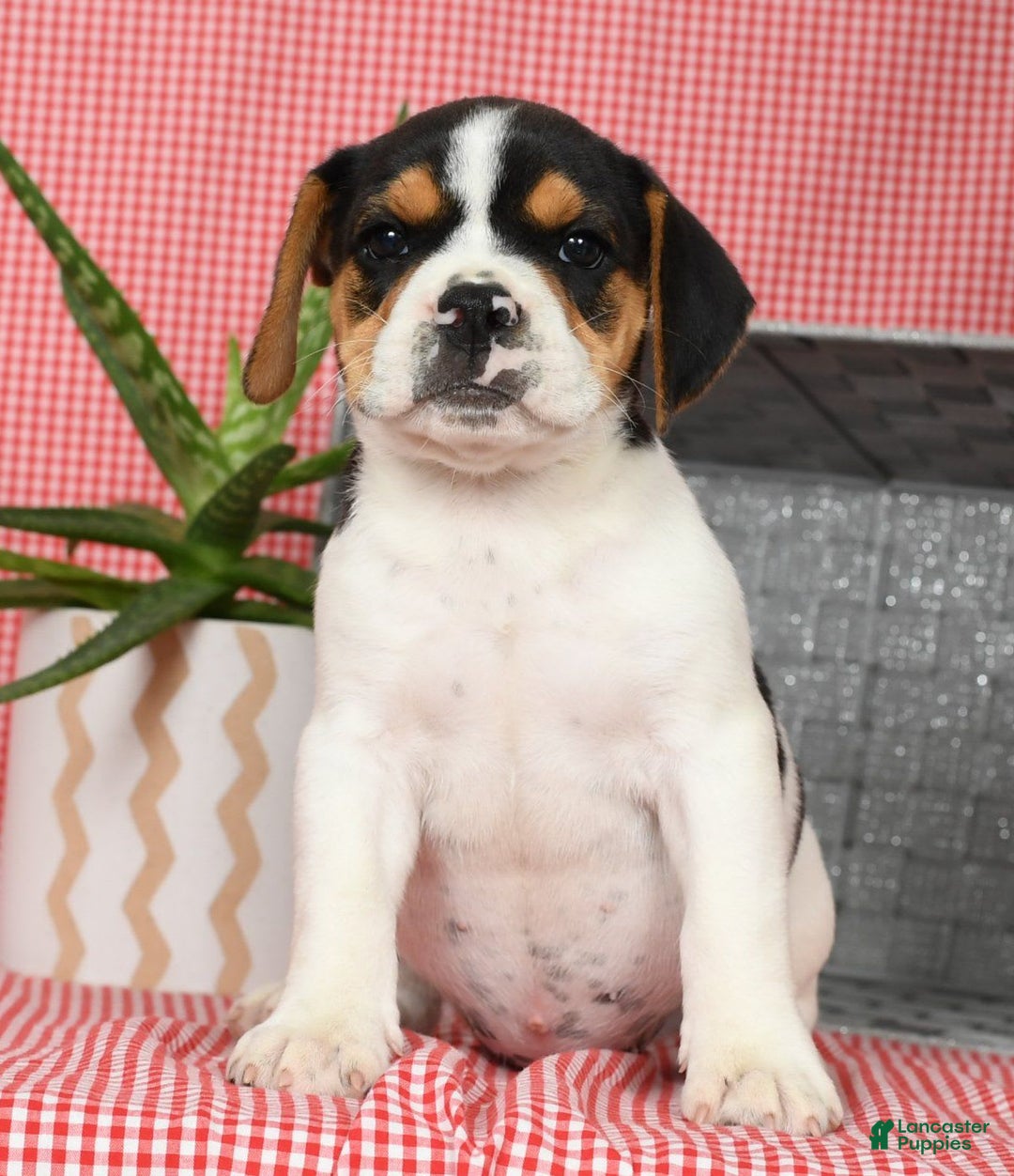 Beabull dogs for sale: Wendy - Image 8