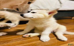 Alaskan Malamute dogs for sale: Denali - Image 6