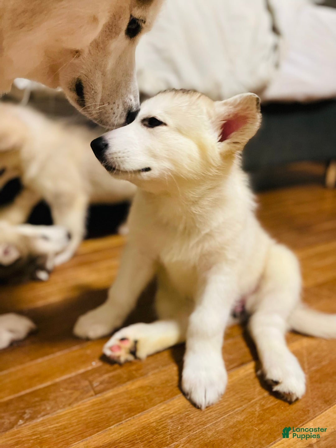 Alaskan Malamute dogs for sale: Denali - Image 6