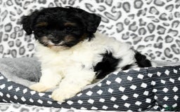 Havapoo dogs for sale: Cooper - Image 8