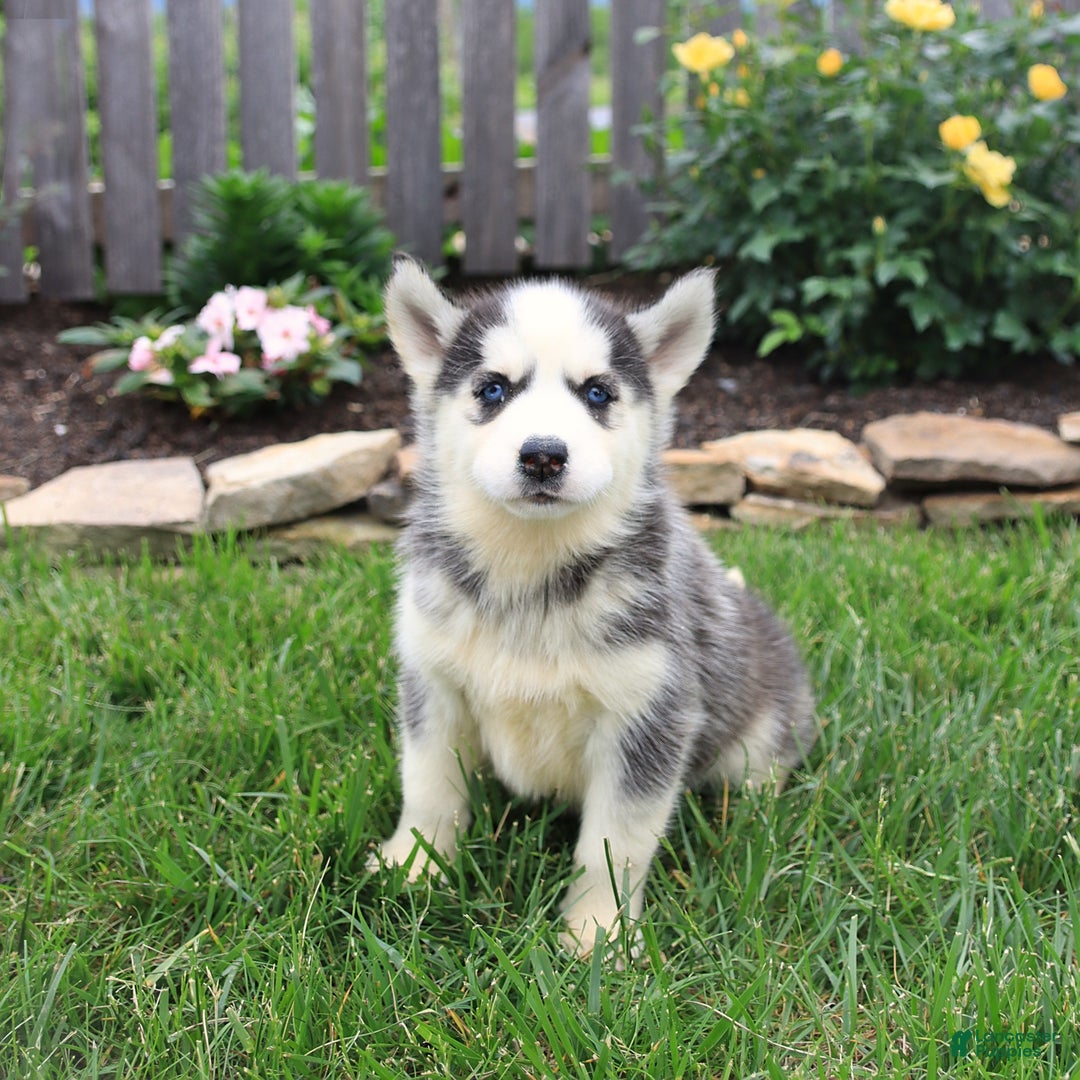 Siberian Husky dogs for sale: Sophie - Image 3
