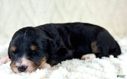 Aussiedoodle dogs for sale: Btf1 - Listing for pets: Btf1, Btf1 - Image 1