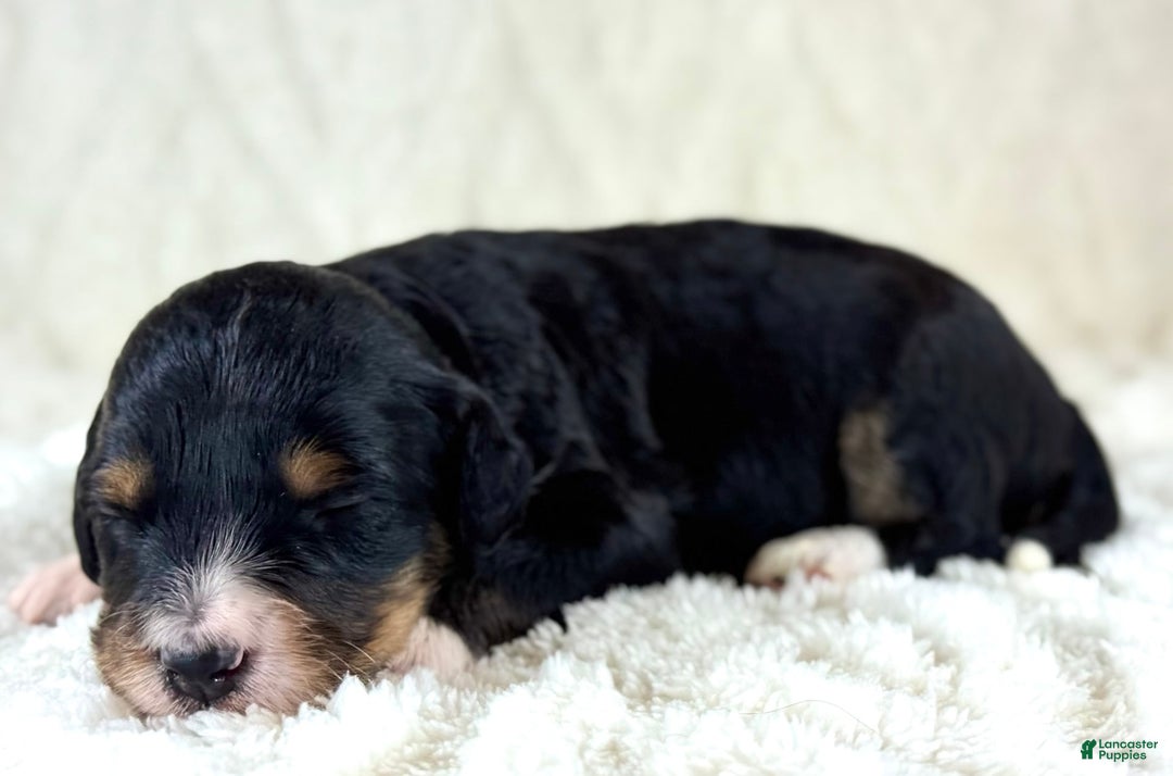 Aussiedoodle dogs for sale: Btf1 - Listing for pets: Btf1, Btf1 - Image 1