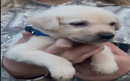 Labrador Retriever dogs for sale: Frost - Image 4