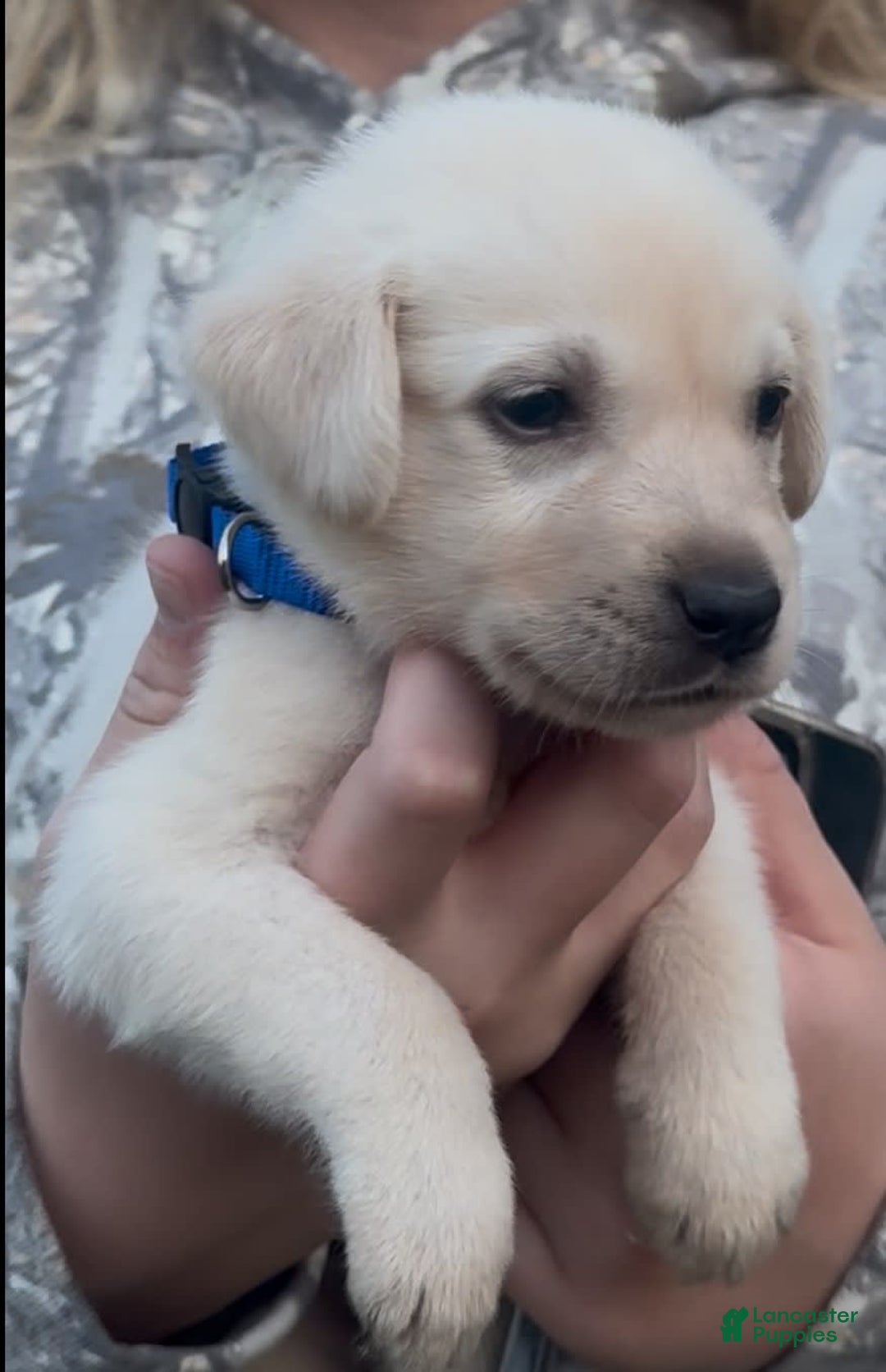 Labrador Retriever dogs for sale: Frost - Image 4