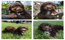 Havapoo dogs for sale: Armani - Image 1