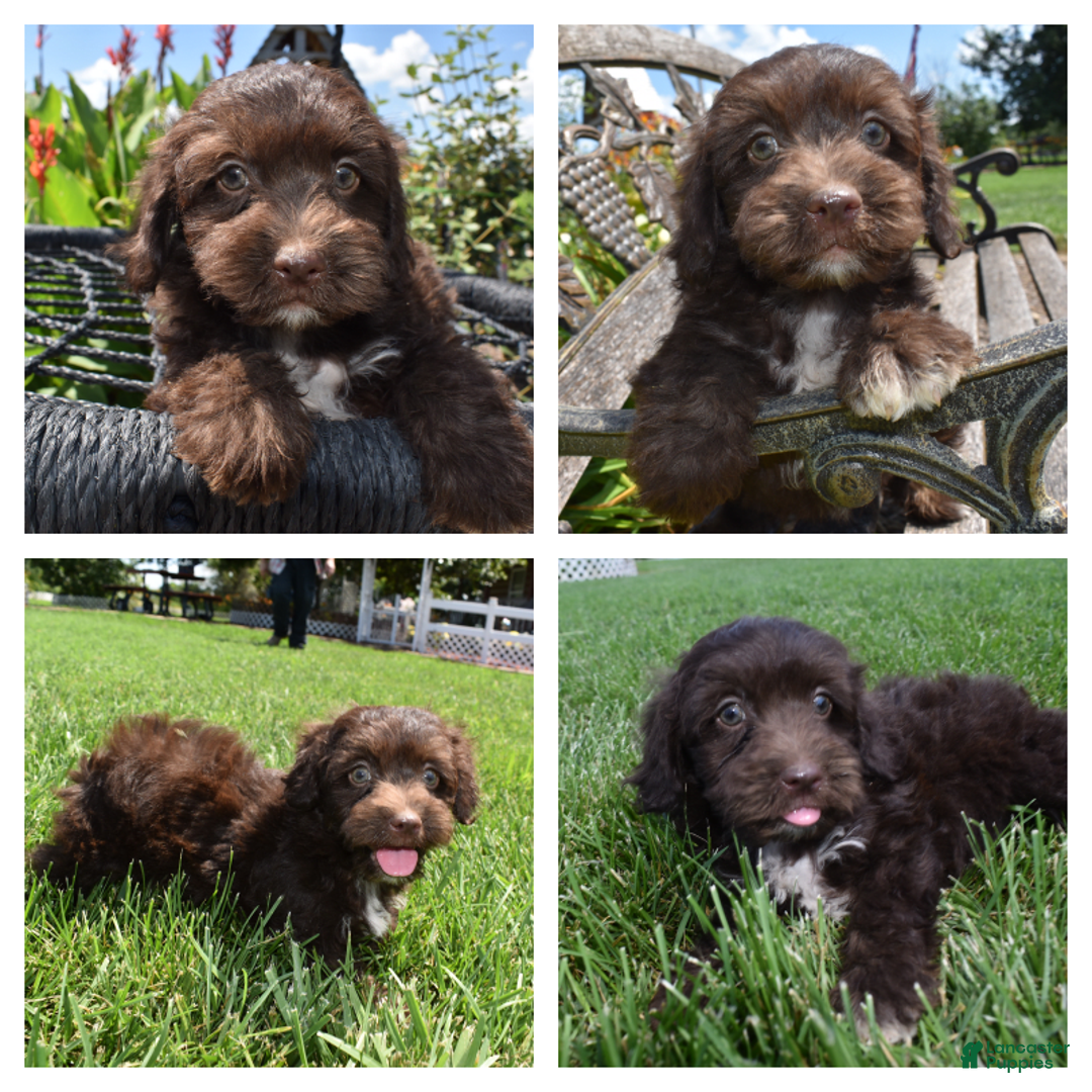 Havapoo dogs for sale: Armani - Image 1