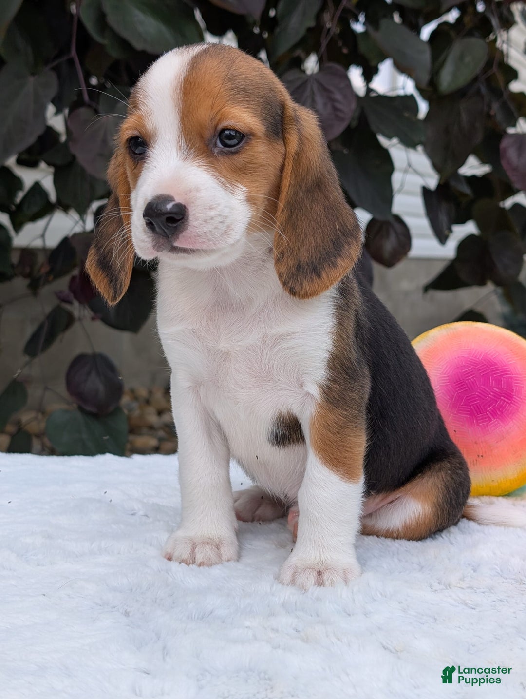 Beagle dogs for sale: Rosie - Image 2