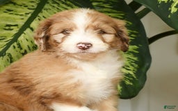 Aussiedoodle dogs for sale: Tommy - Image 3