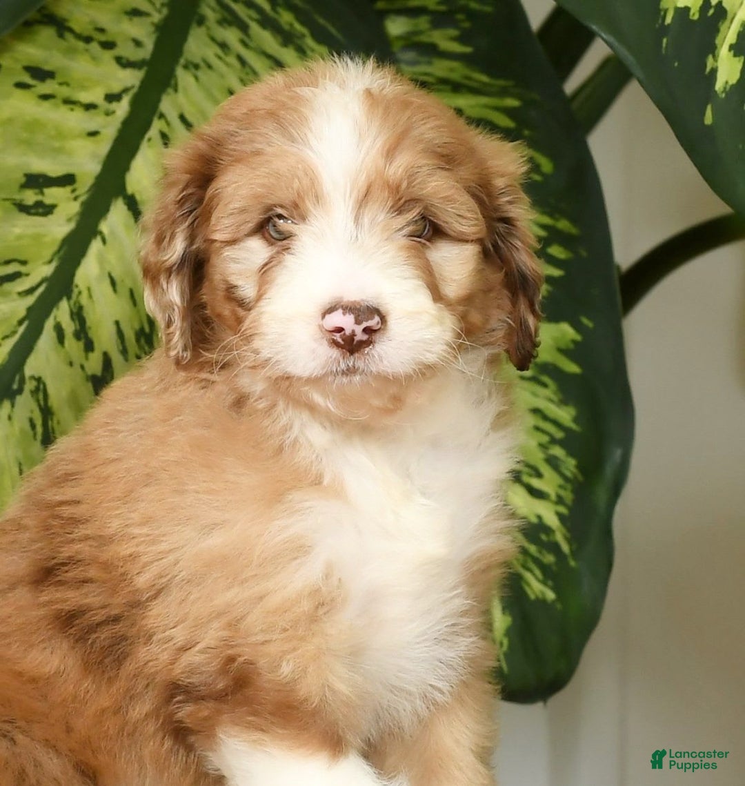 Aussiedoodle dogs for sale: Tommy - Image 3