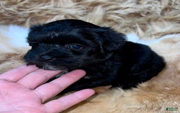 Miniature Schnauzer dogs for sale: Emerald - Image 1