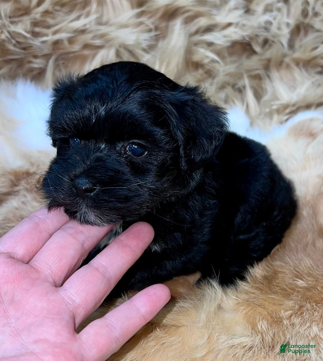 Miniature Schnauzer dogs for sale: Emerald - Image 1