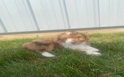 Mini Aussiedoodle dogs for sale: Bandit - Image 6