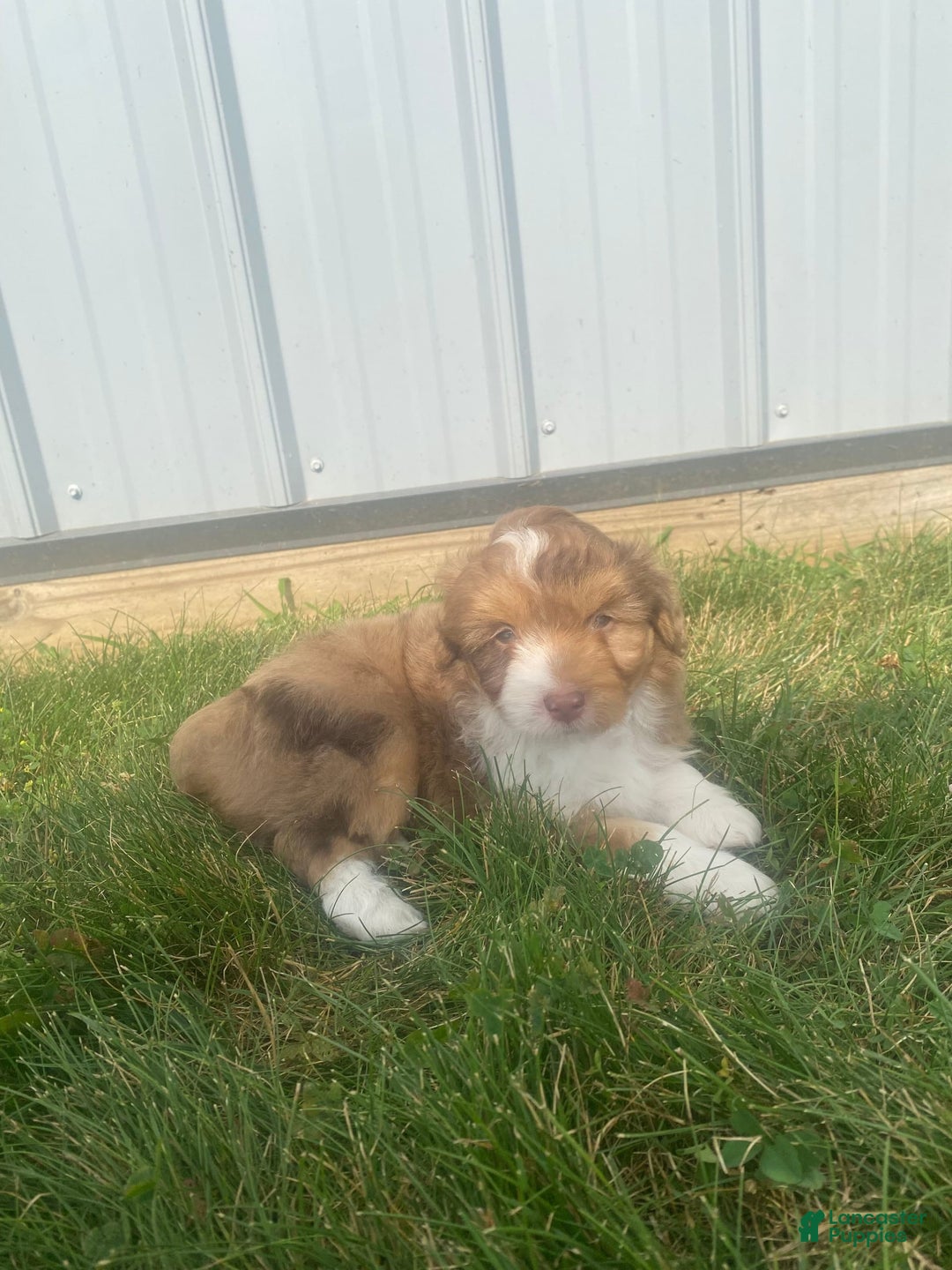 Mini Aussiedoodle dogs for sale: Bandit - Image 6