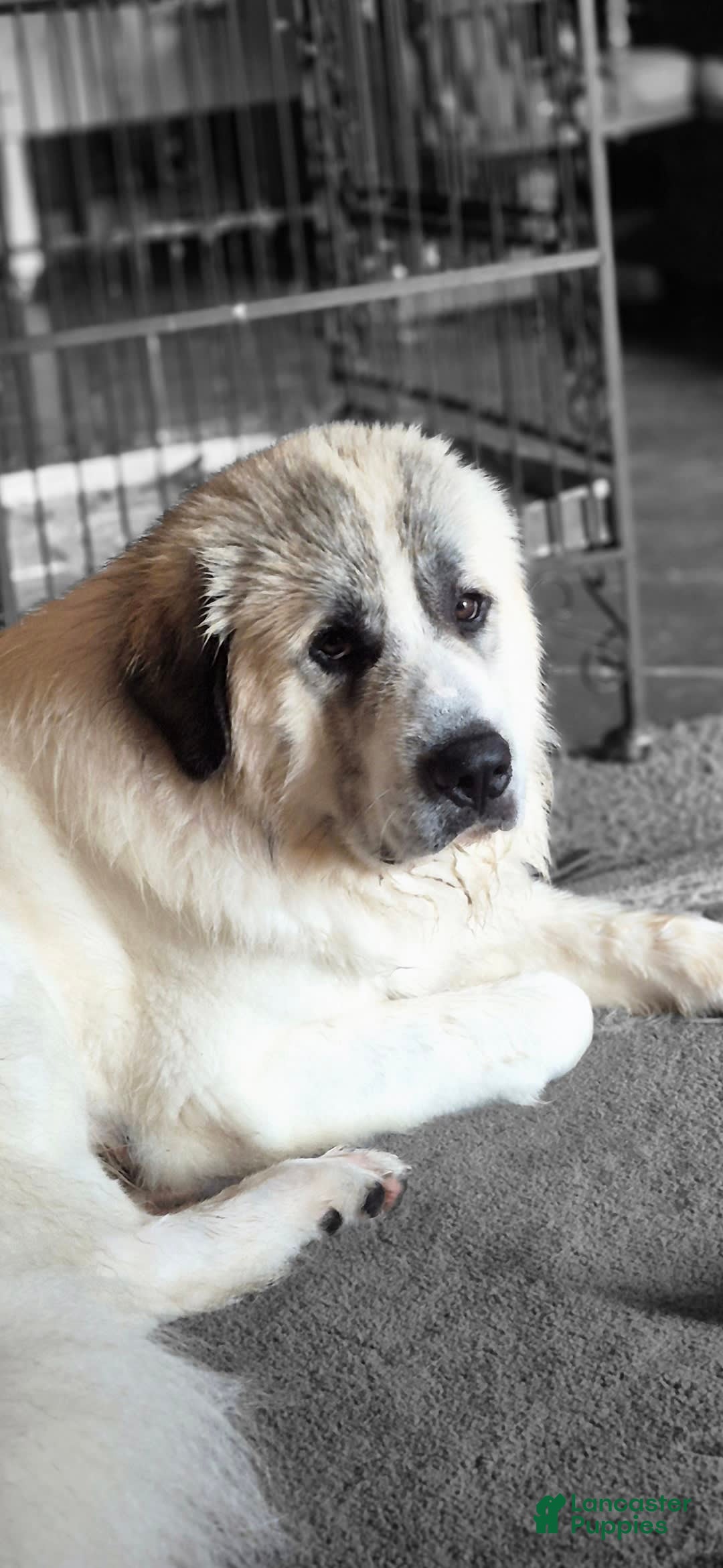 Great Pyrenees dogs for sale: Orange - Image 15