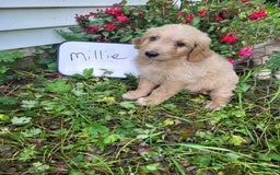 Goldendoodle dogs for sale: Millie - Image 2